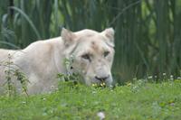 Cjp_2011_08_03_084058 (2).jpg